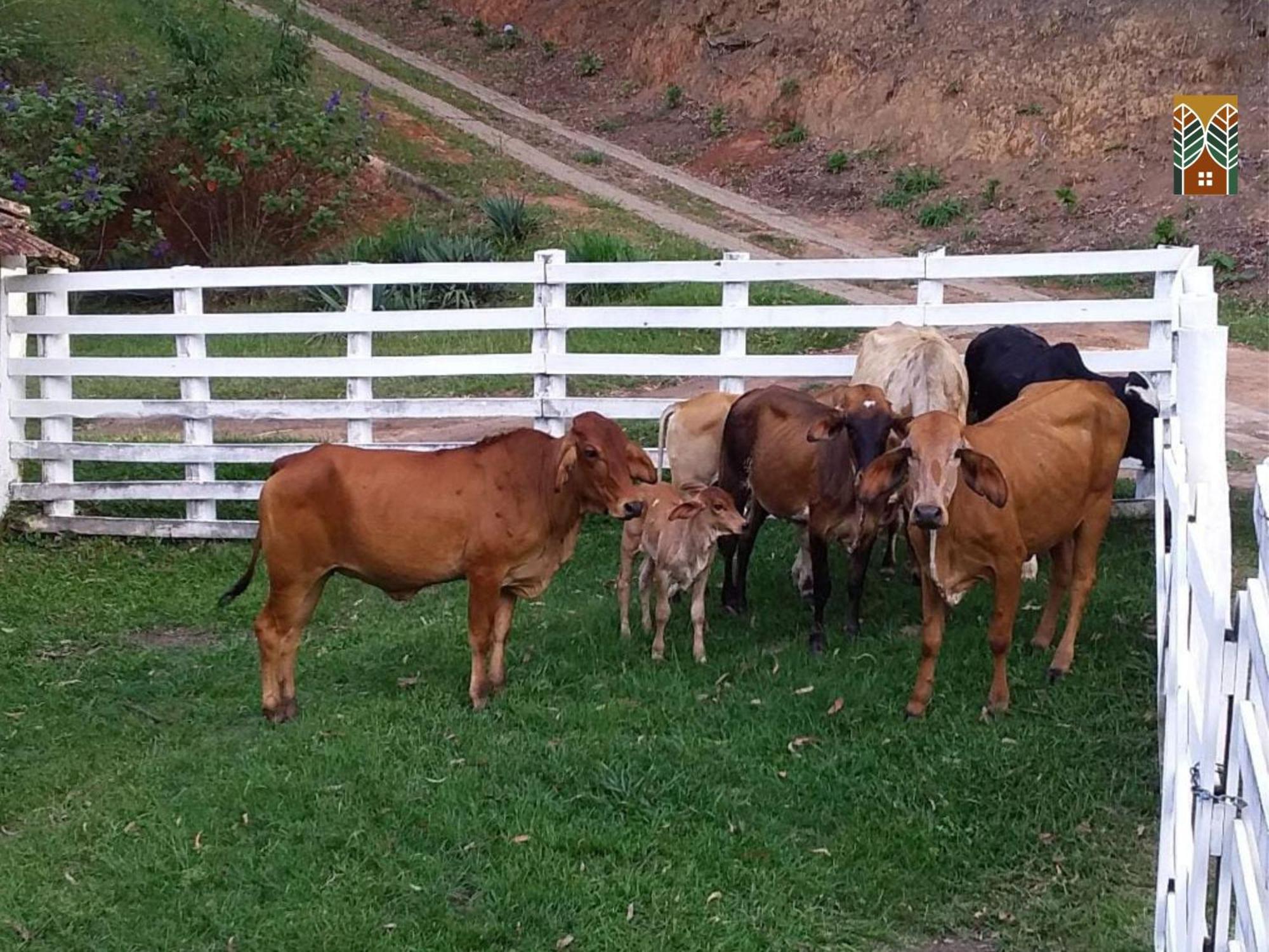 Chales Vinhas Da Harmonia L Pousada Em Cunha Sp Zimmer foto